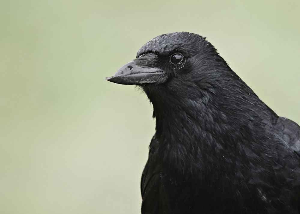 Großer schwarzer Vogel 2 Foto & Bild outdoor, natur, schwarz Bilder