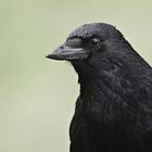 Großer schwarzer Vogel 2