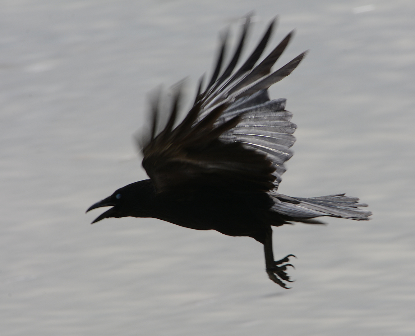 Großer schwarzer Vogel 