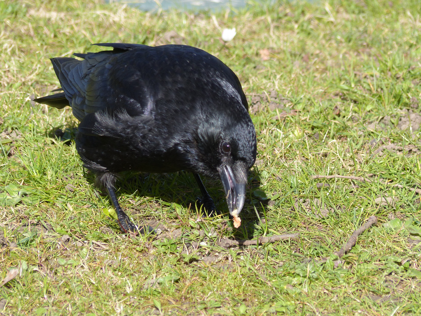 " Großer schwarzer Vogel " Foto & Bild tiere, wildlife, wild lebende