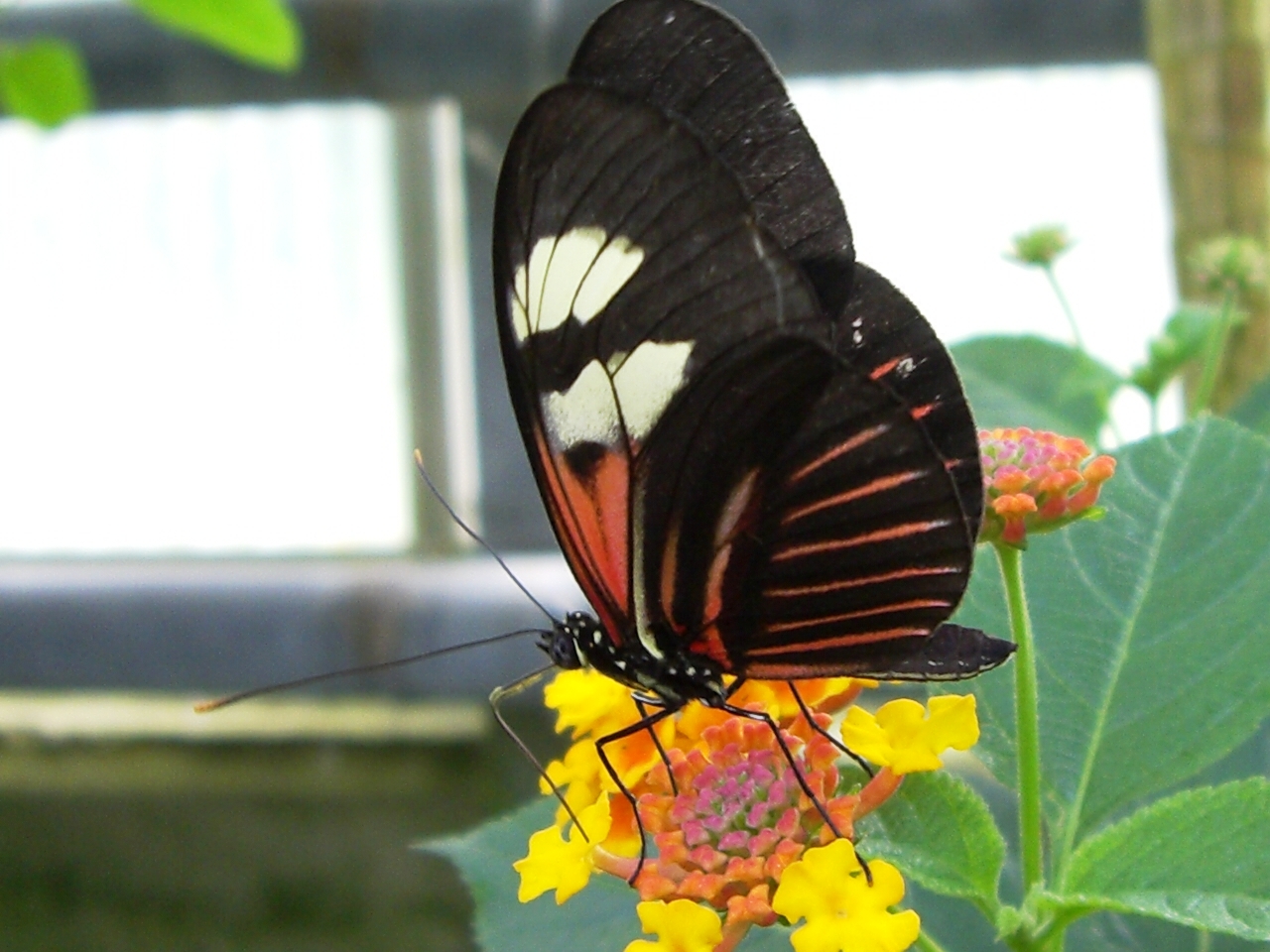 Großer schwarzroter Schmetterling