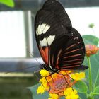 Großer schwarzroter Schmetterling