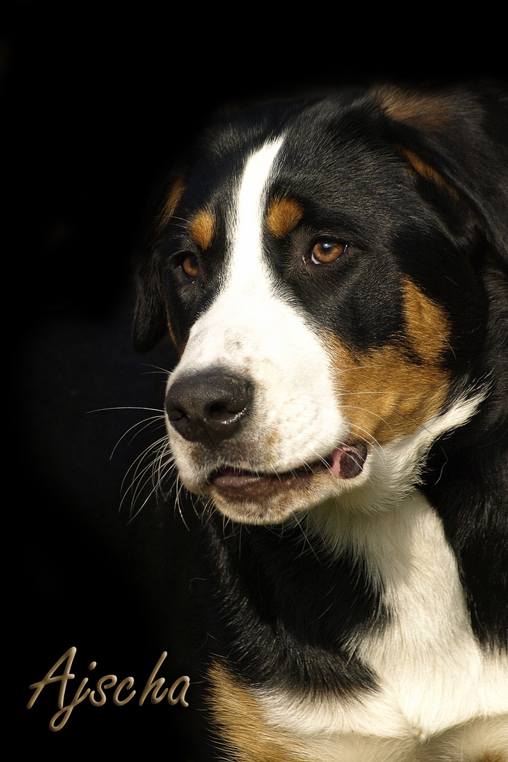 GROßER SCHWEIZER SENNENHUND