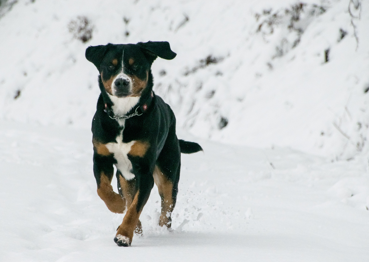 Großer Schweizer Sennenhund 