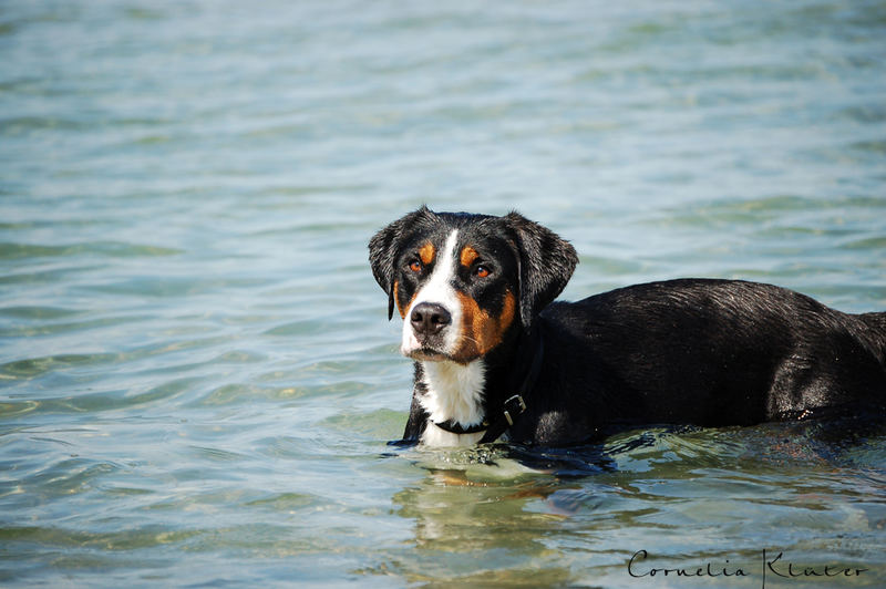 Großer Schweizer Sennenhund