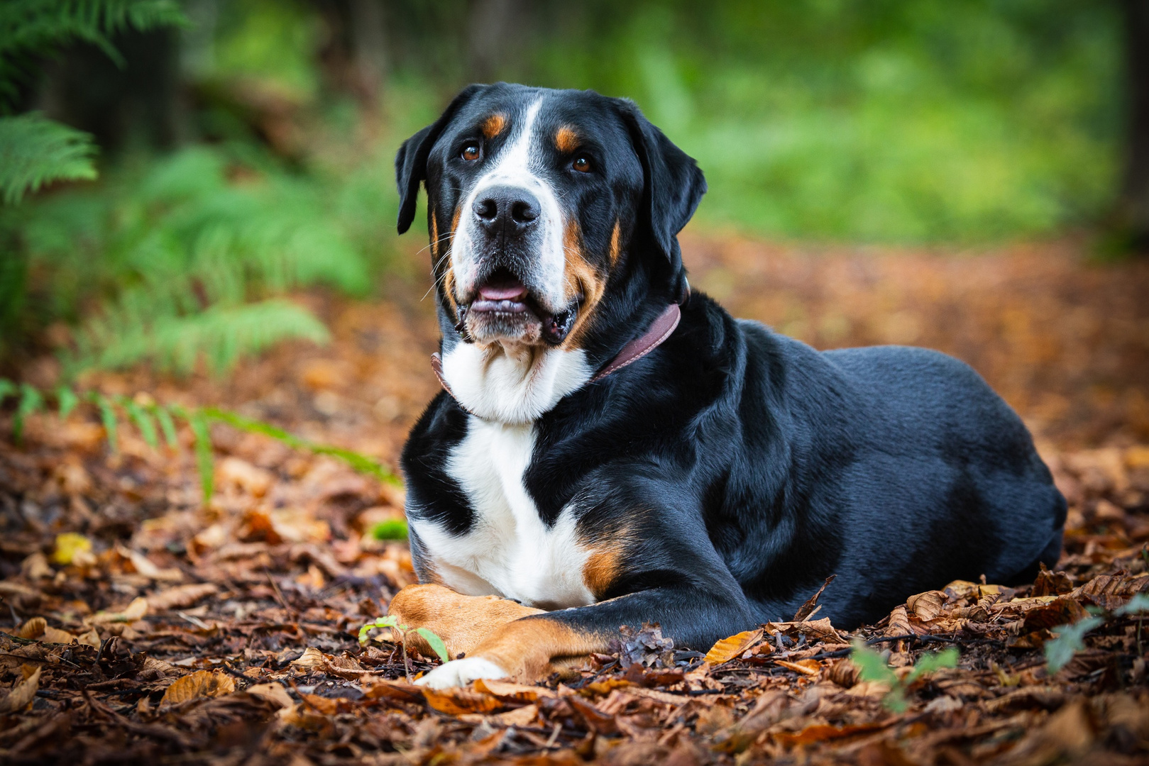 Großer Schweizer Sennenhund Foto & Bild tiere, haustiere, hunde