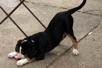 Großer Schweizer Sennenhund - noch ein wenig klein