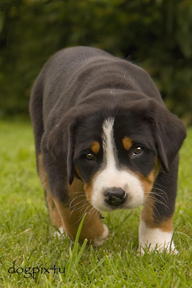 Großer Schweizer Sennenhund-Welpe