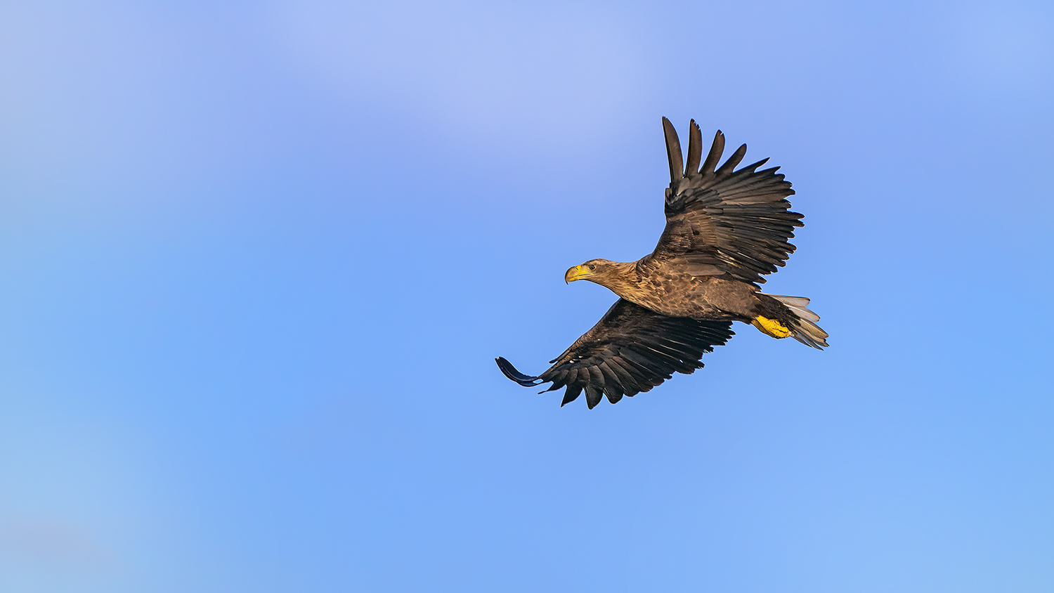 Großer Seeadler