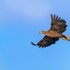 Großer Seeadler