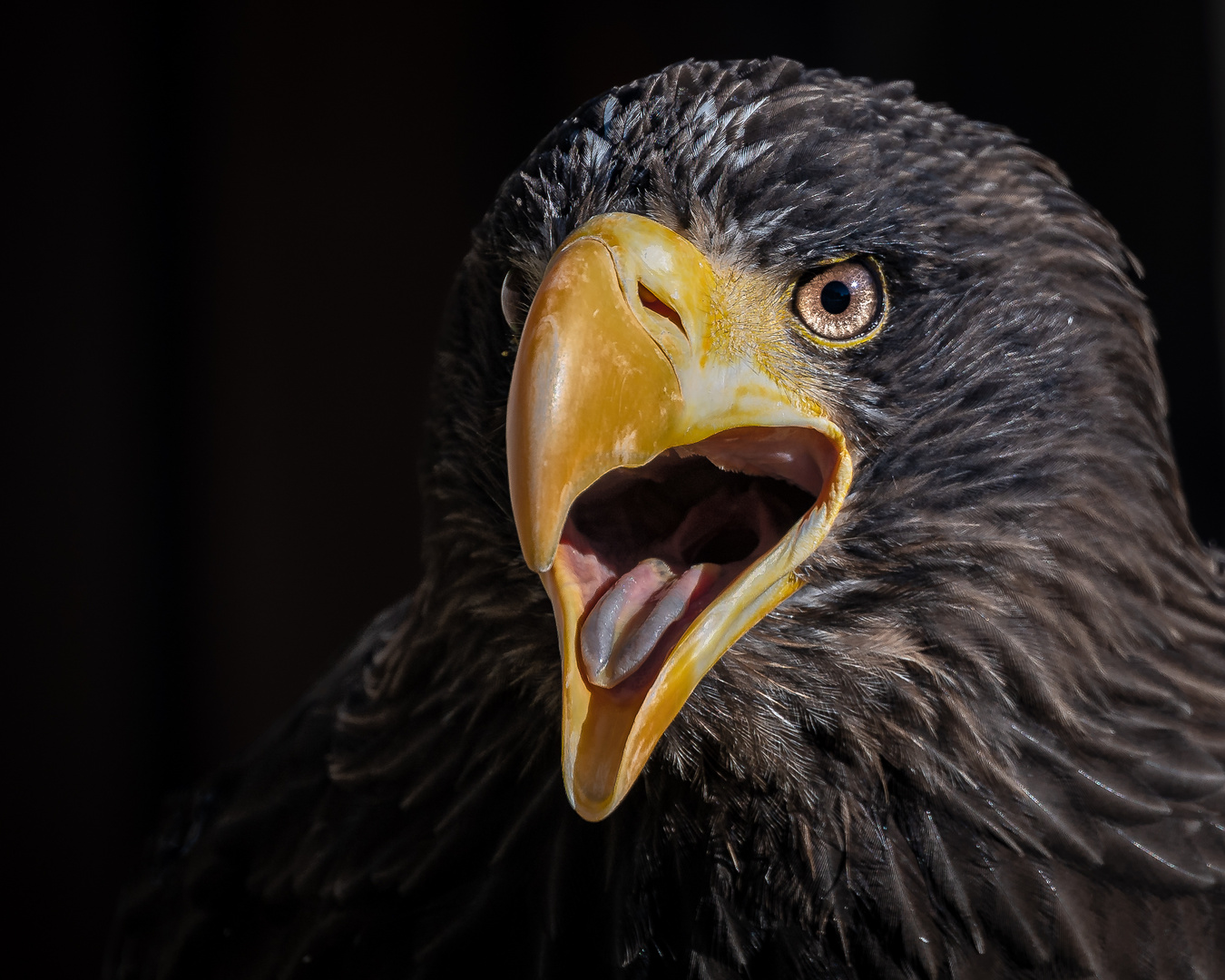 Großer Seeadler