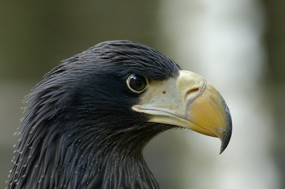 Großer Seeadler