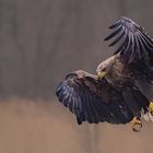 Großer Seeadler im Anflug