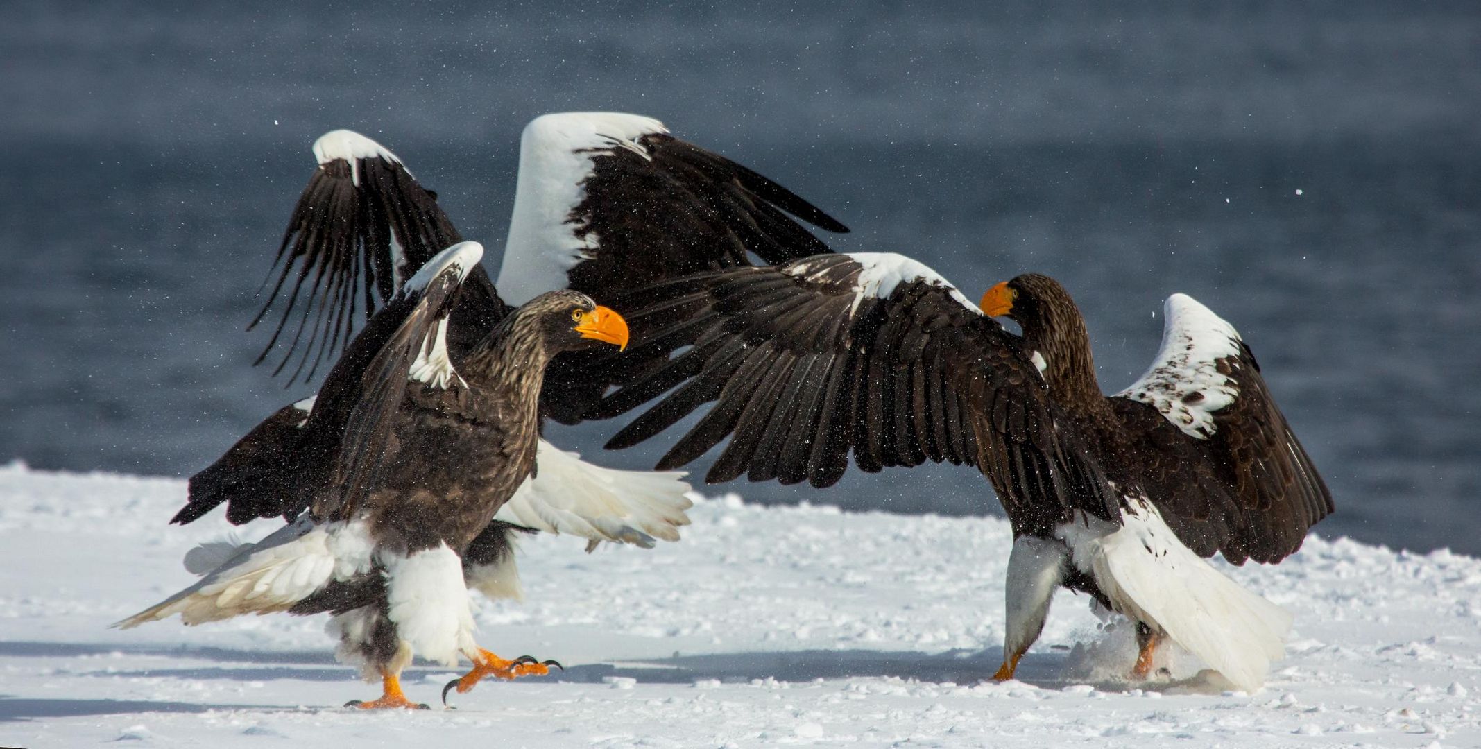 Grosser Seeadler_D8A0255 