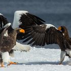 Grosser Seeadler_D8A0255 