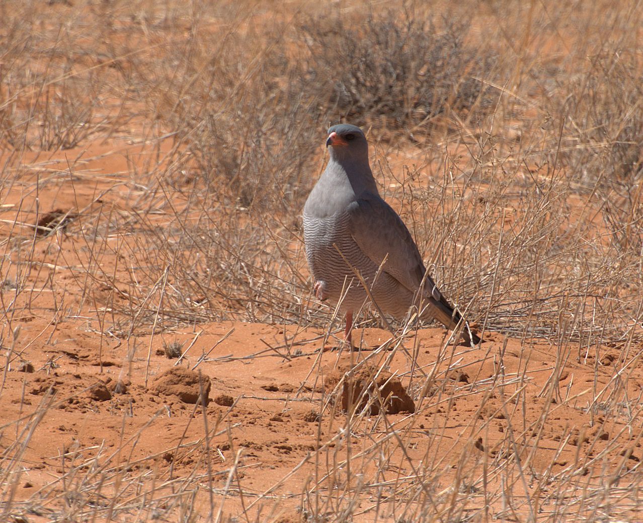 Großer Singhabicht (Melierax canorus)