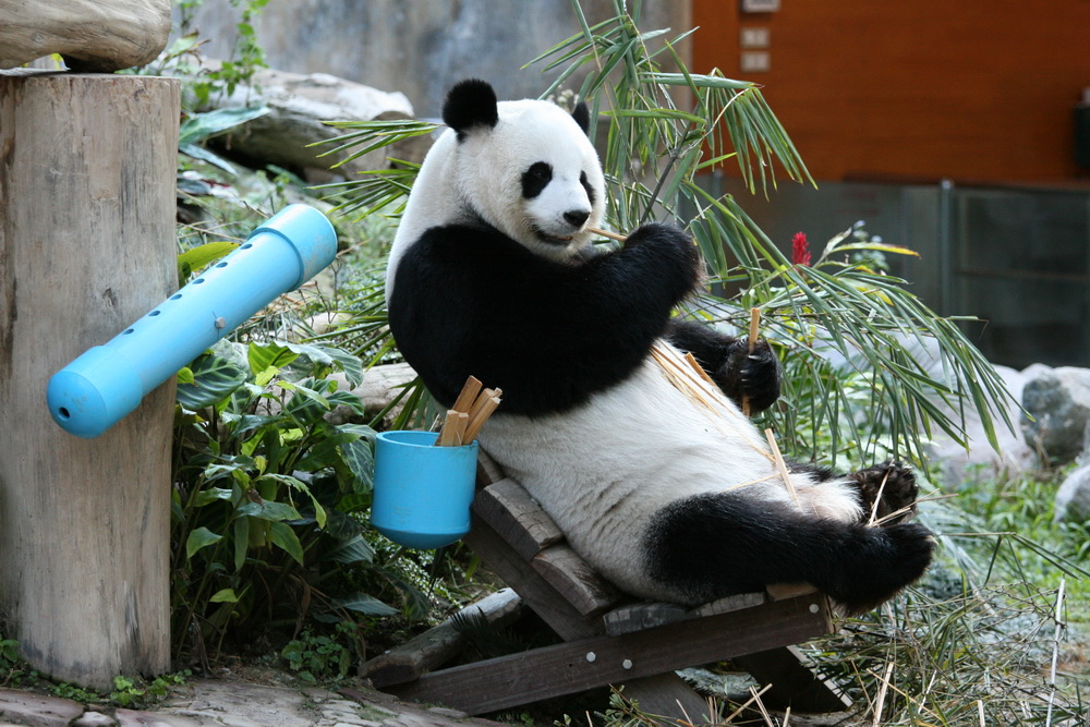 Großer sitzender Panda