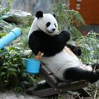 Großer sitzender Panda