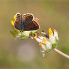 Großer Sonnenröschen-Bläuling (Aricia artaxerxes) ???