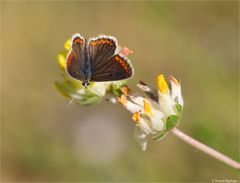 Großer Sonnenröschen-Bläuling (Aricia artaxerxes) ???