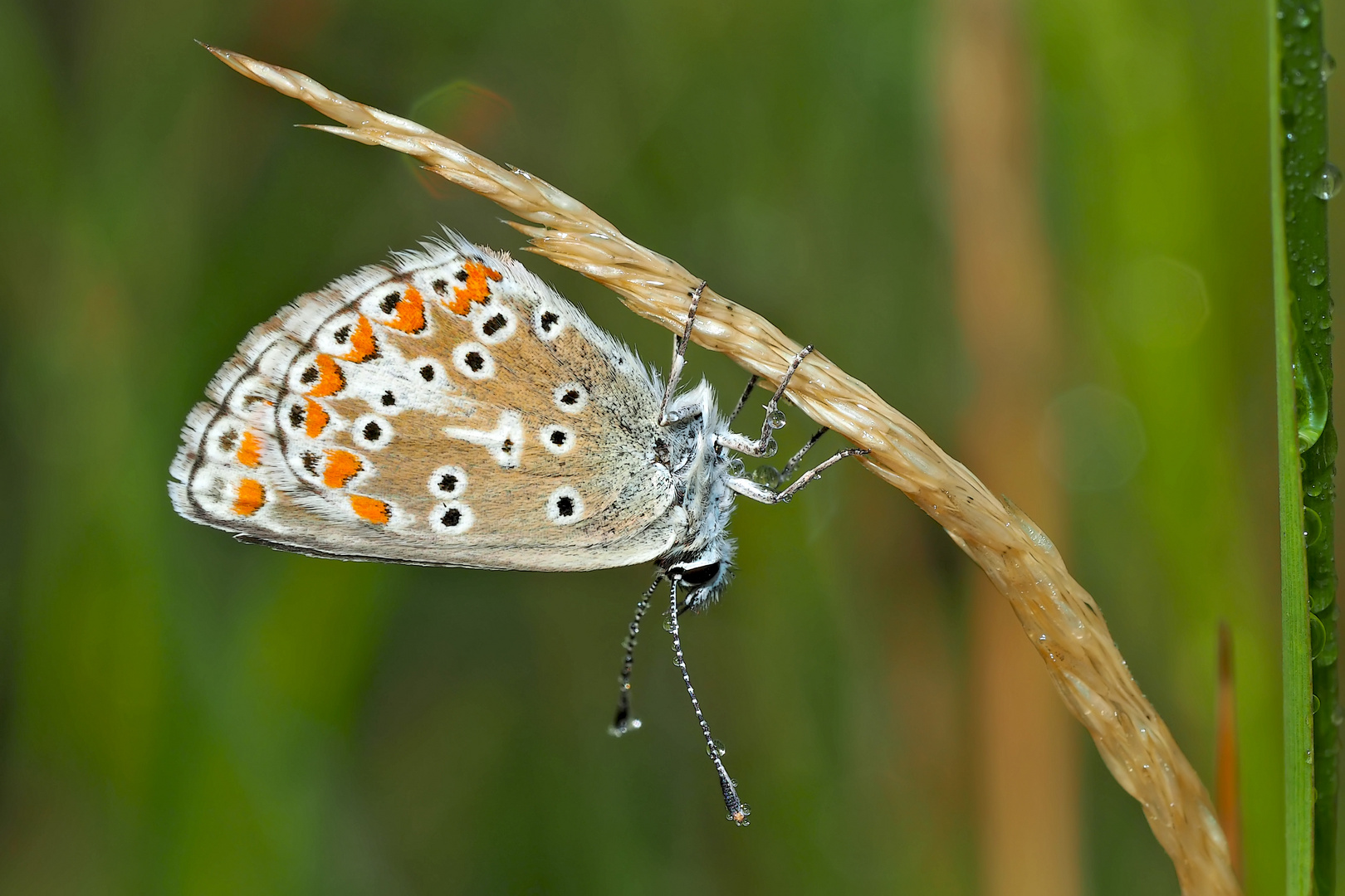 Grosser Sonnenröschen-Bläuling (Aricia artaxerxes)* - L'Argus de l'hélianthème.