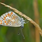 Grosser Sonnenröschen-Bläuling (Aricia artaxerxes)* - L'Argus de l'hélianthème.