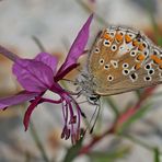 Grosser Sonnenröschen-Bläuling (Aricia artaxerxes) - L'Argus de l'hélianthème.