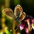 Großer Sonnenröschen Bläuling