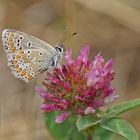 Großer Sonnenröschenbläuling (Aricia artaxerxes f.allous)