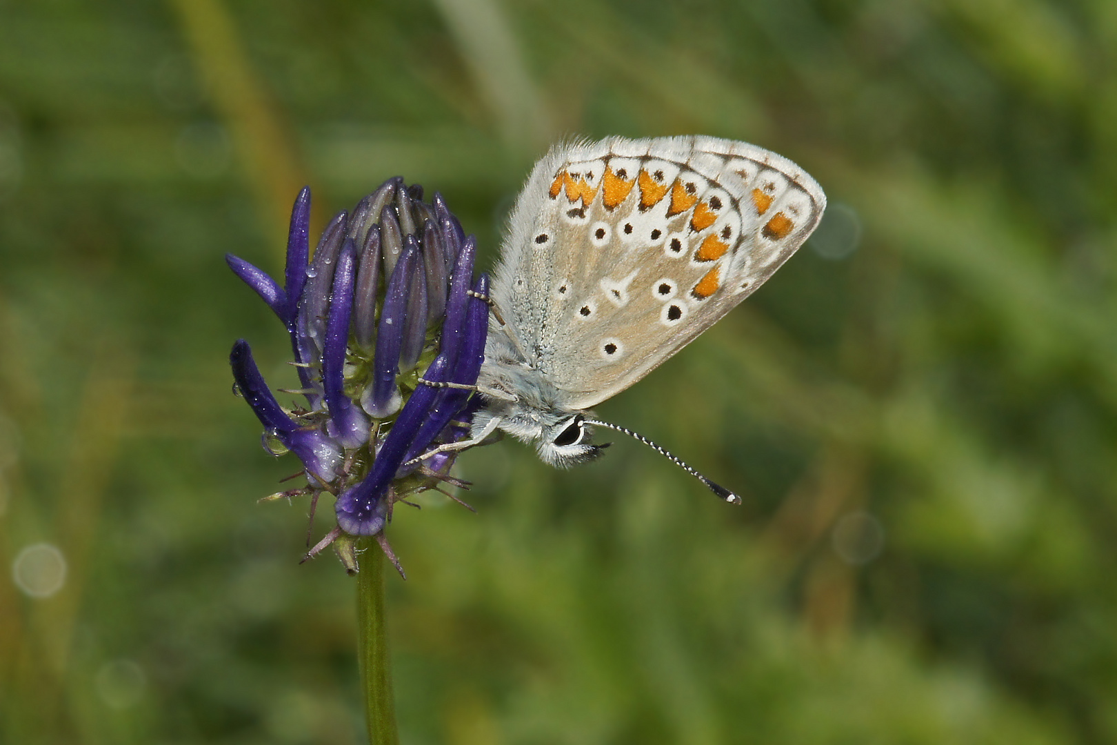 Großer Sonnenröschenbläuling (Aricia artaxerxes ssp. allous)