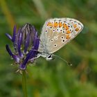 Großer Sonnenröschenbläuling (Aricia artaxerxes ssp. allous)