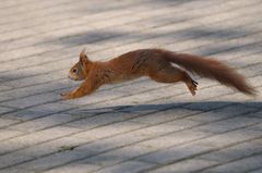 Großer Sprung zur neuen Futtersuche