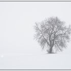 großer, starker Baum - ganz zart und fein