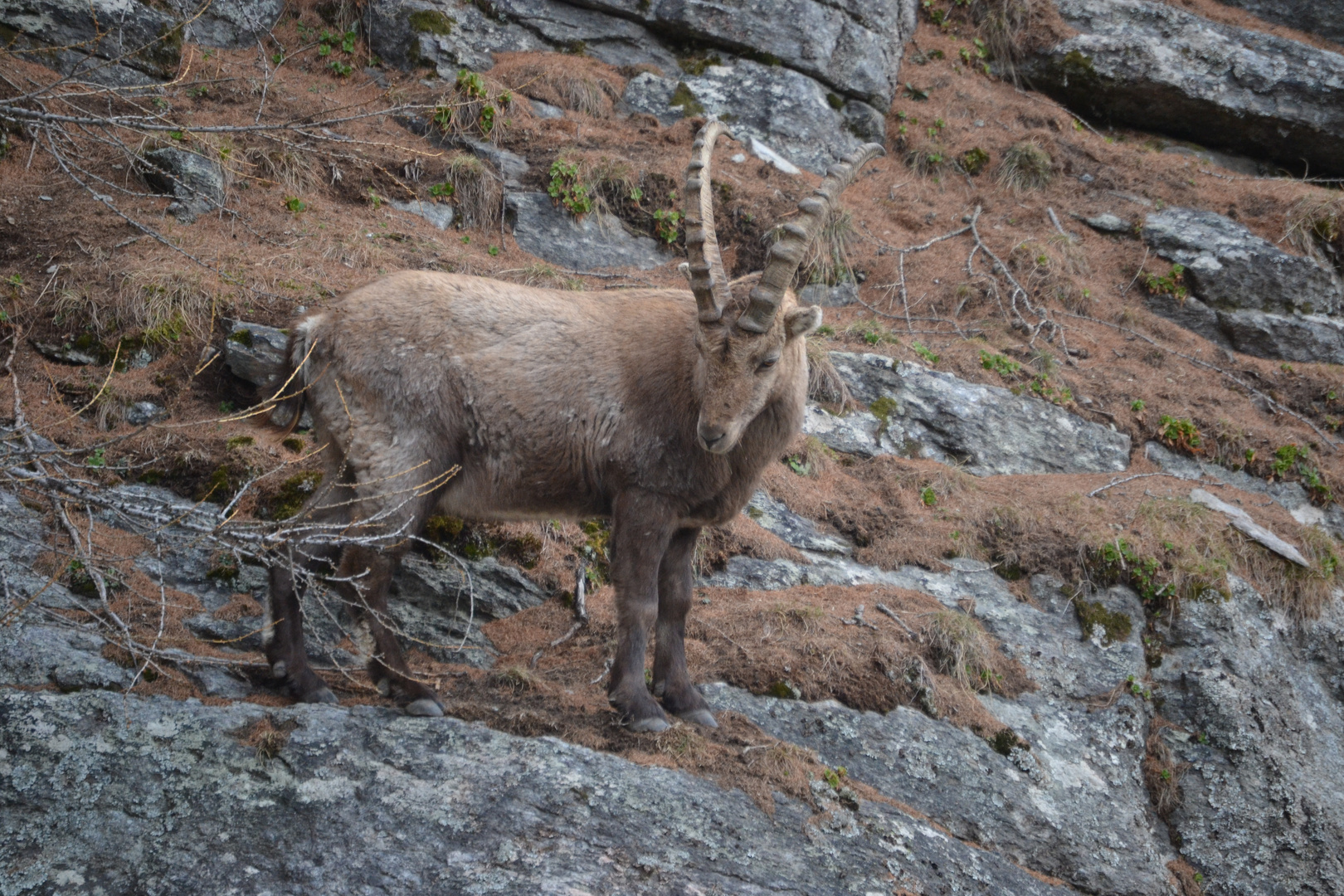 Grosser Steinbock