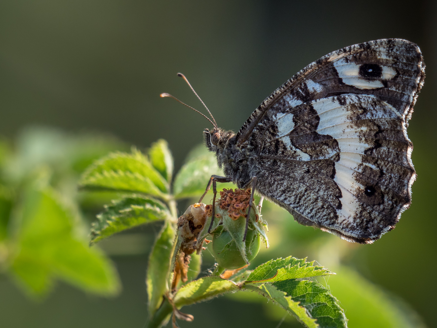 (Großer  stimmt nicht)Weißer Waldportier 