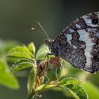 (Großer  stimmt nicht)Weißer Waldportier 