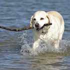 Großer Stock für großen Hund