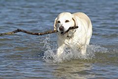 Großer Stock für großen Hund