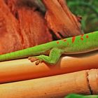 Grosser Tag Gecko