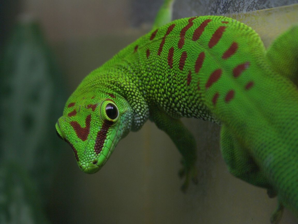 Großer Taggecko - Phelsuma grandis