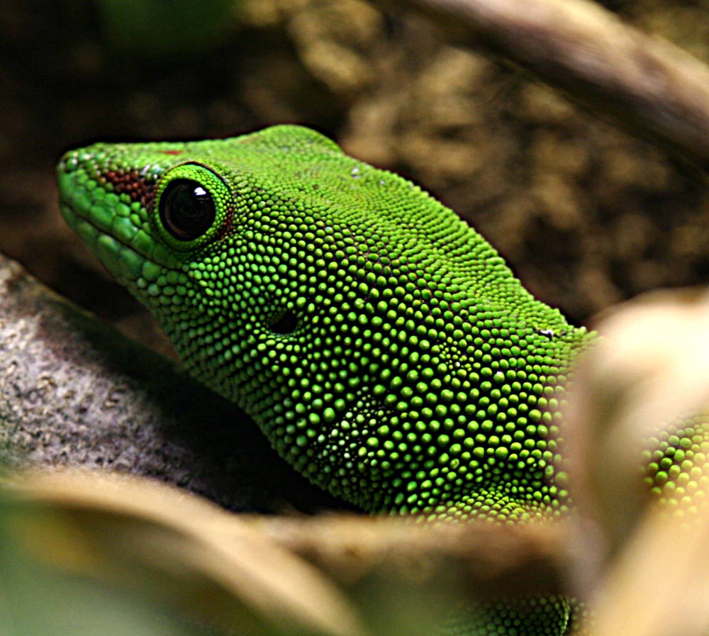 GROSSER TAGGECKO - ZOO AUGSBURG