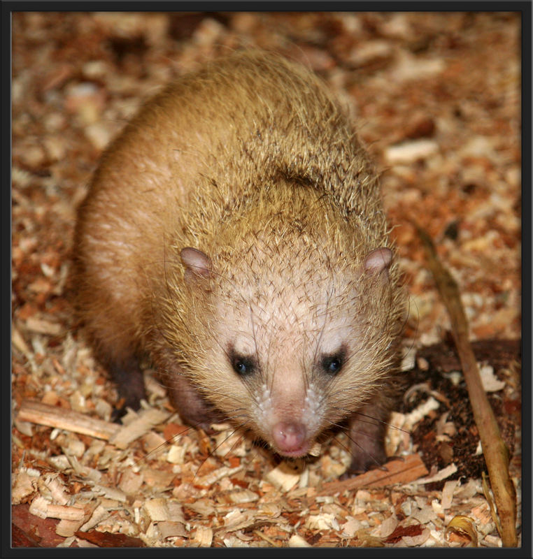 Grosser Tanrek oder Tenrek (Tenrec ecaudatus)2 Foto & Bild | tiere ...