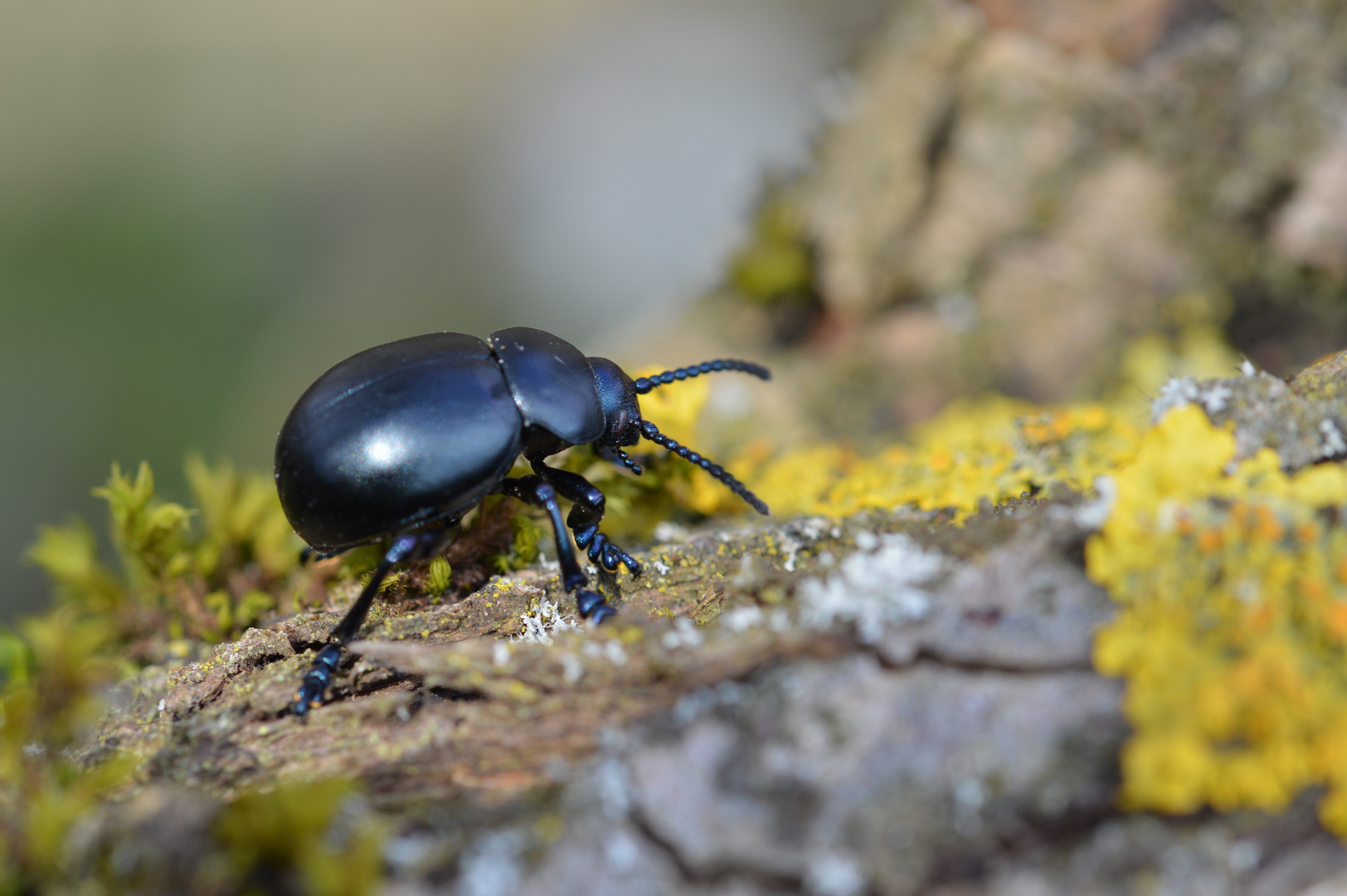 Großer Tatzenkäfer (Timarcha tenebricosa)