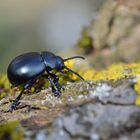 Großer Tatzenkäfer (Timarcha tenebricosa)