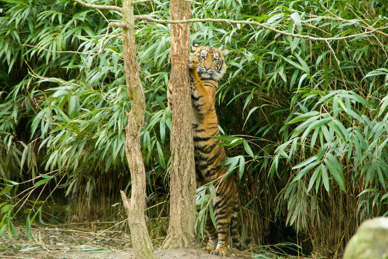 "Großer" Tiger