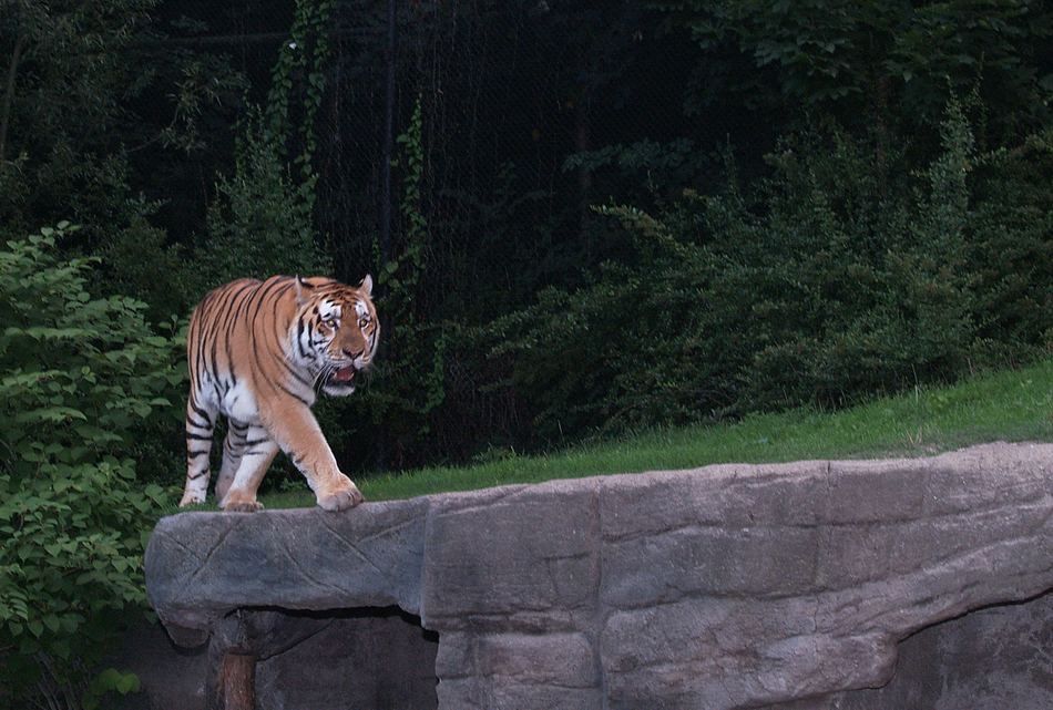 Großer Tiger auf leisen Sohlen