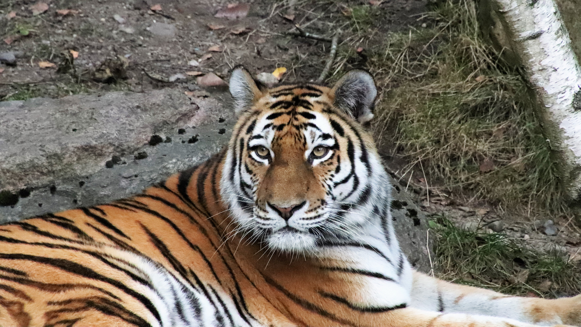 Großer Tiger im kleinen Birkenwald