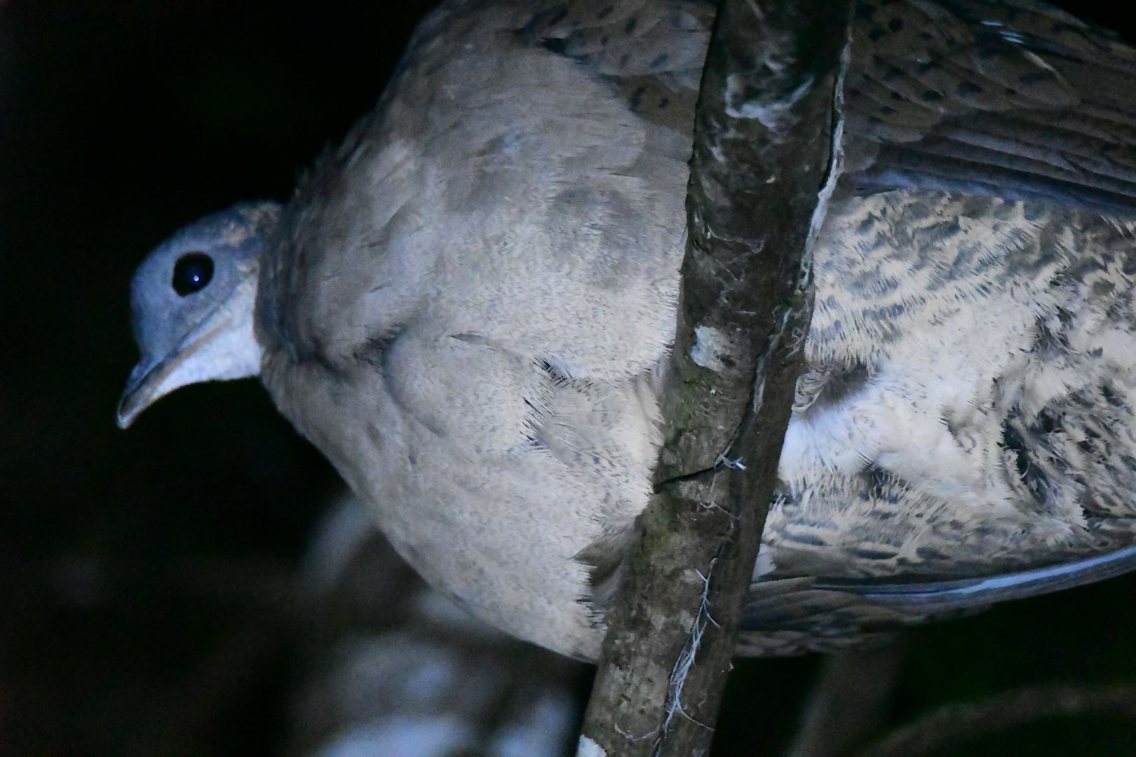 Grosser Tinamou