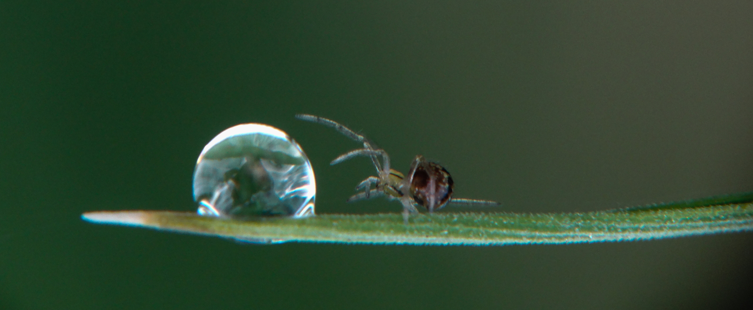 Großer Tropfen kleine Spinne