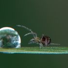 Großer Tropfen kleine Spinne